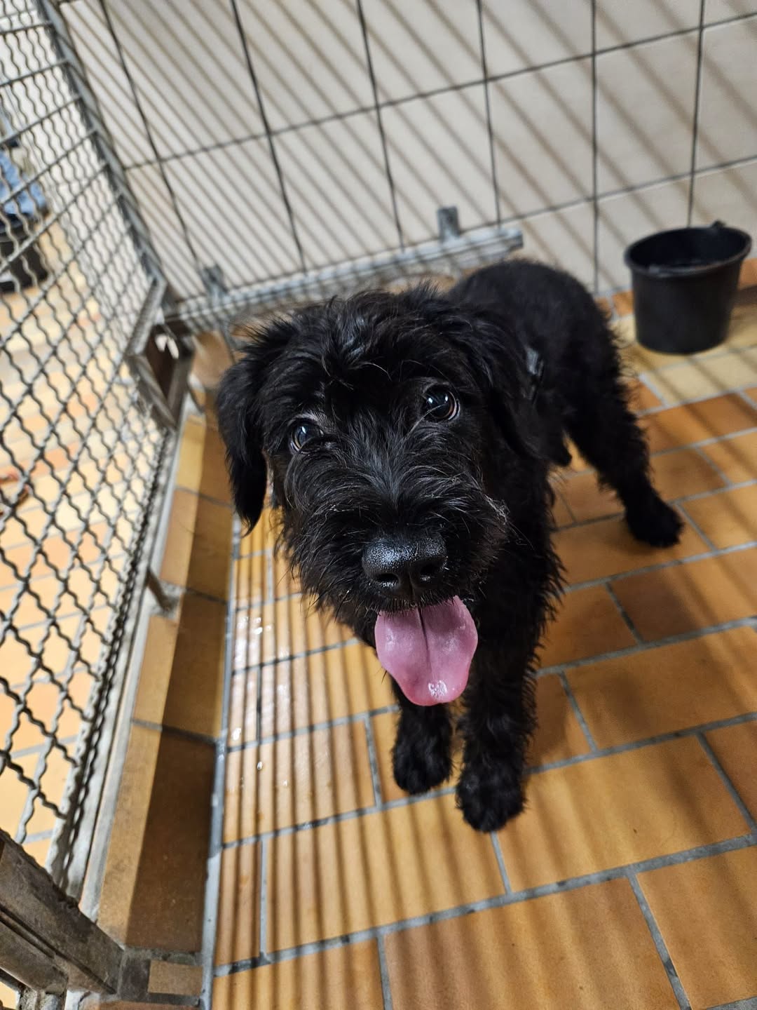Found dog
