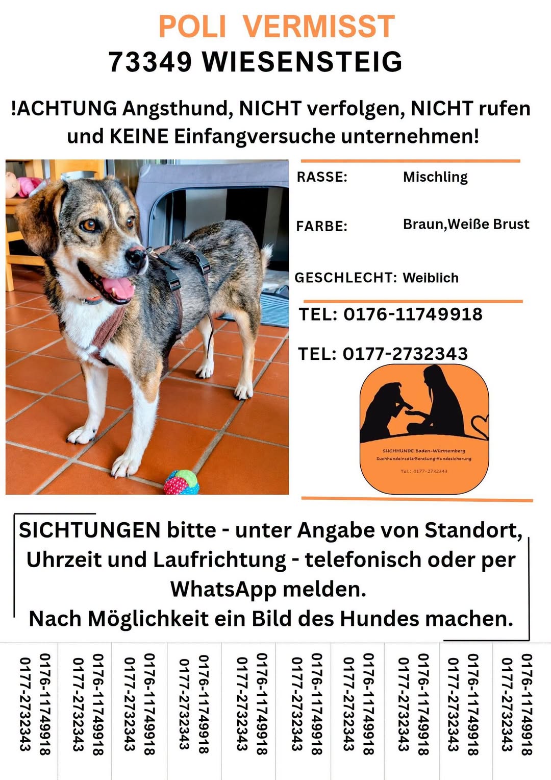 Lost Dog in Germany