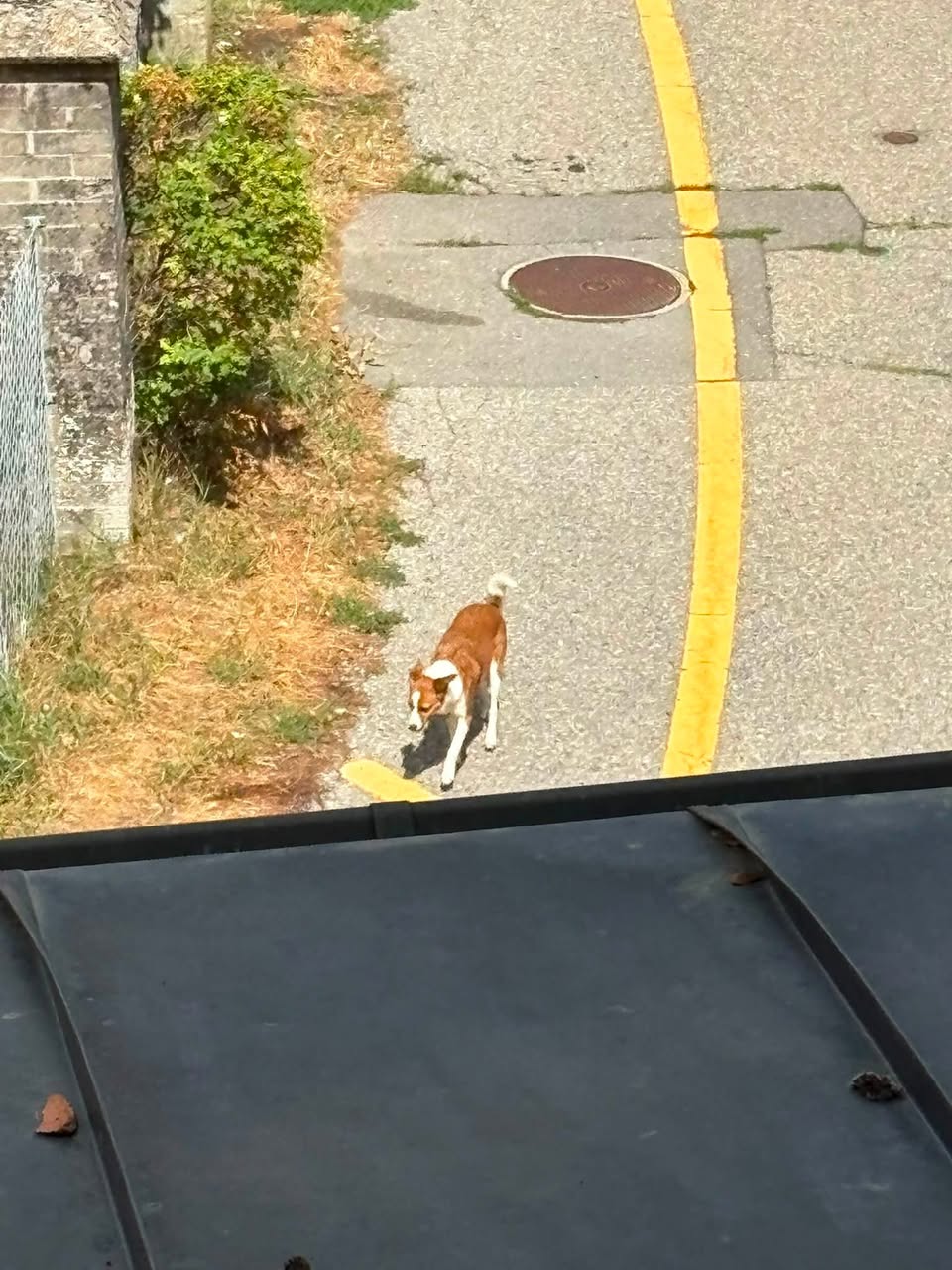 Found dog