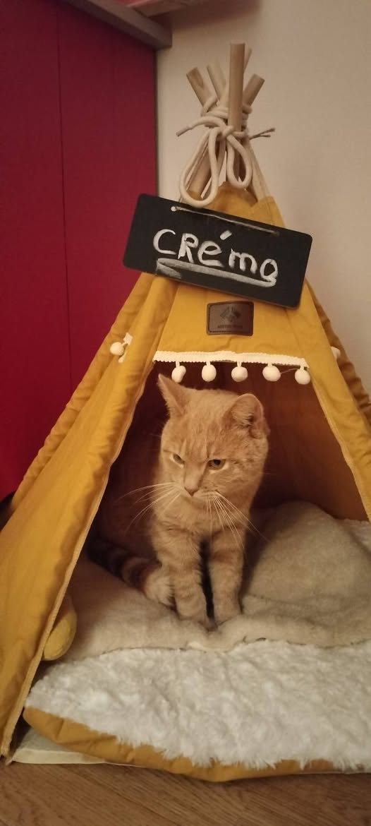 Lost Cat in Switzerland