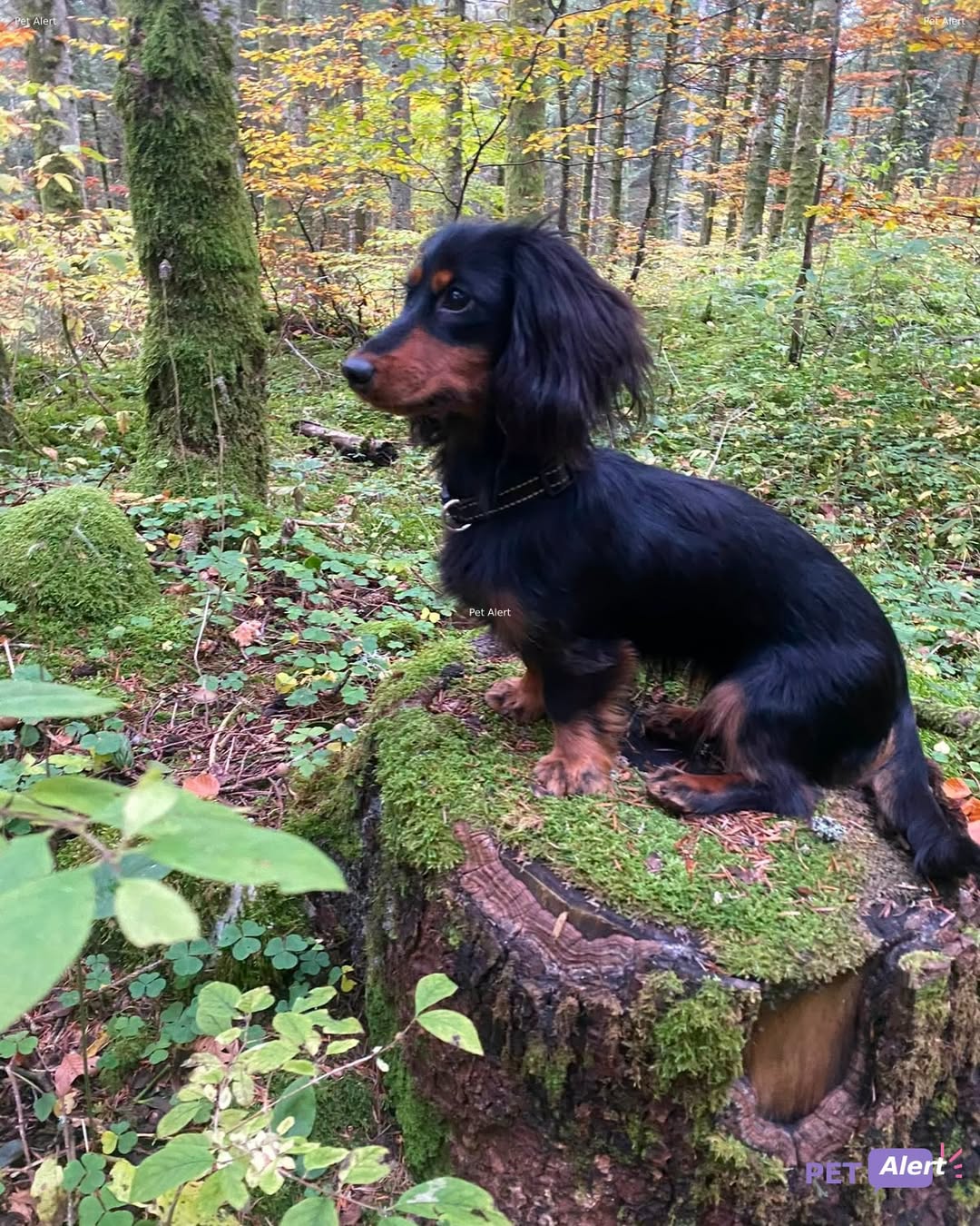 Lost Dog in Gland