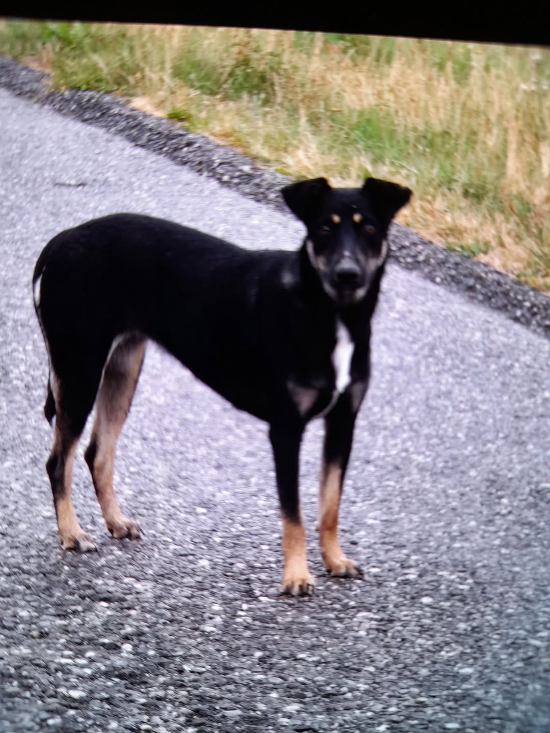 Found dog