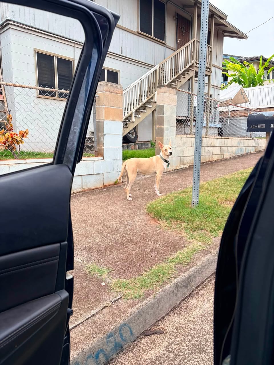 Found dog