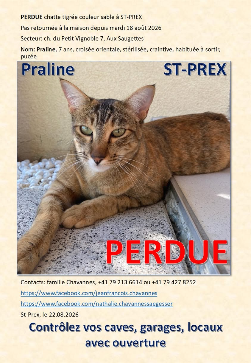 Lost Cat in Saint-Prex