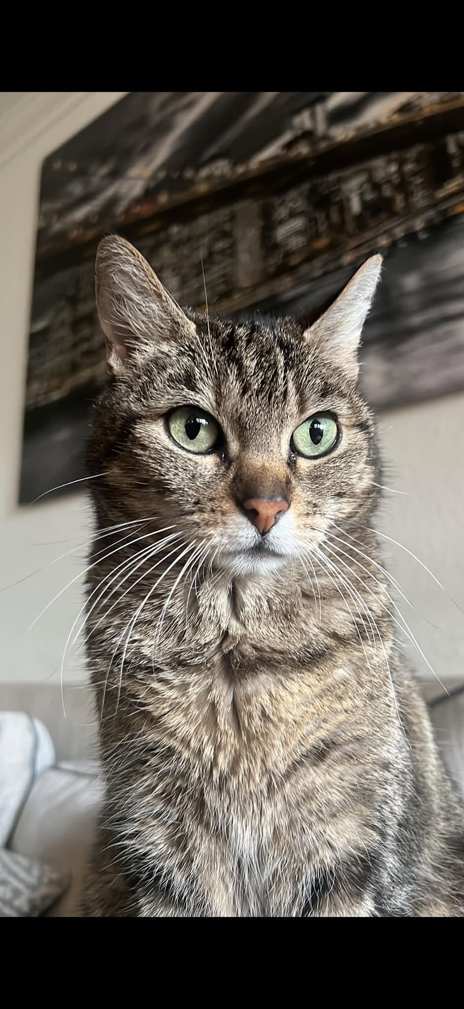 Lost Cat in ThôNex