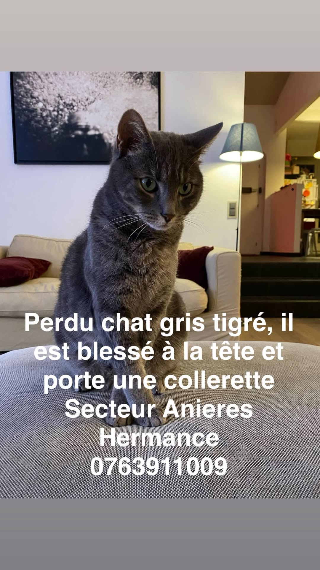 Lost Cat in Hermance