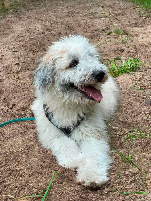 Lost Dog in Kremmen
