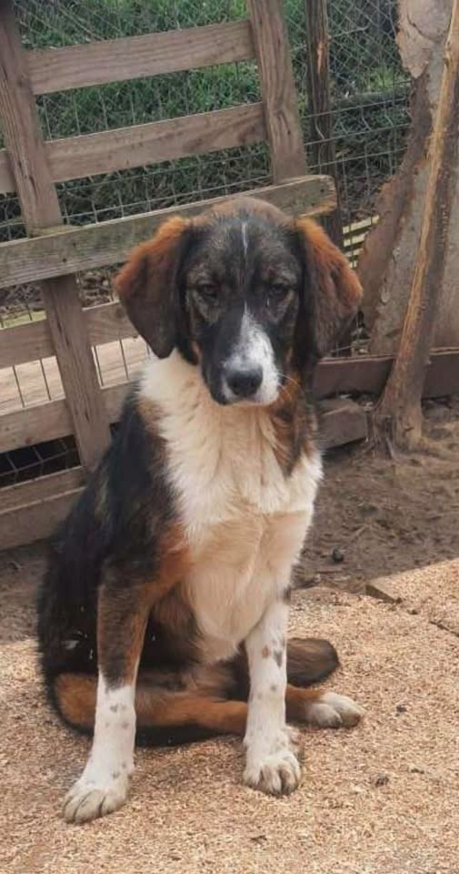 Lost dog