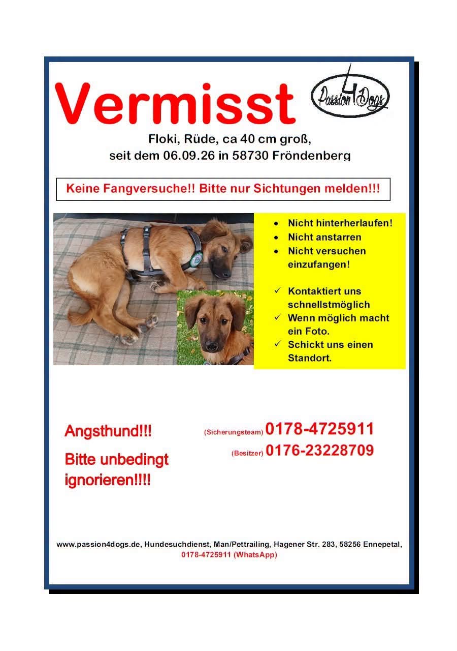 Lost Dog in Germany