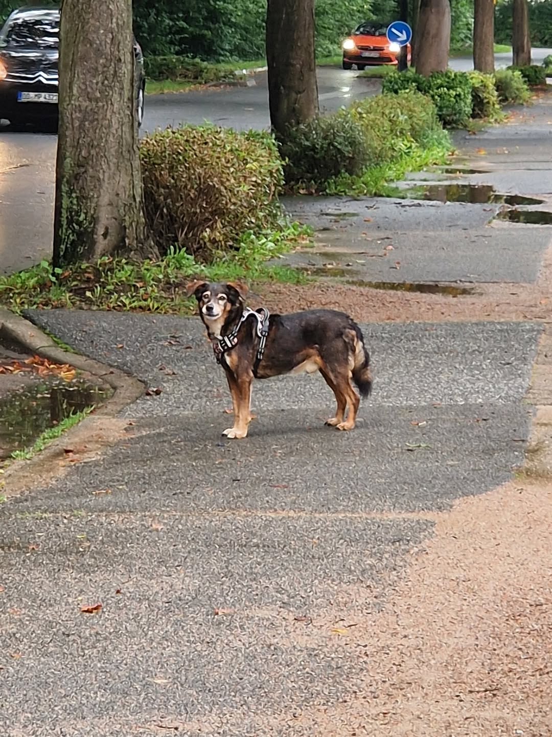 Found dog