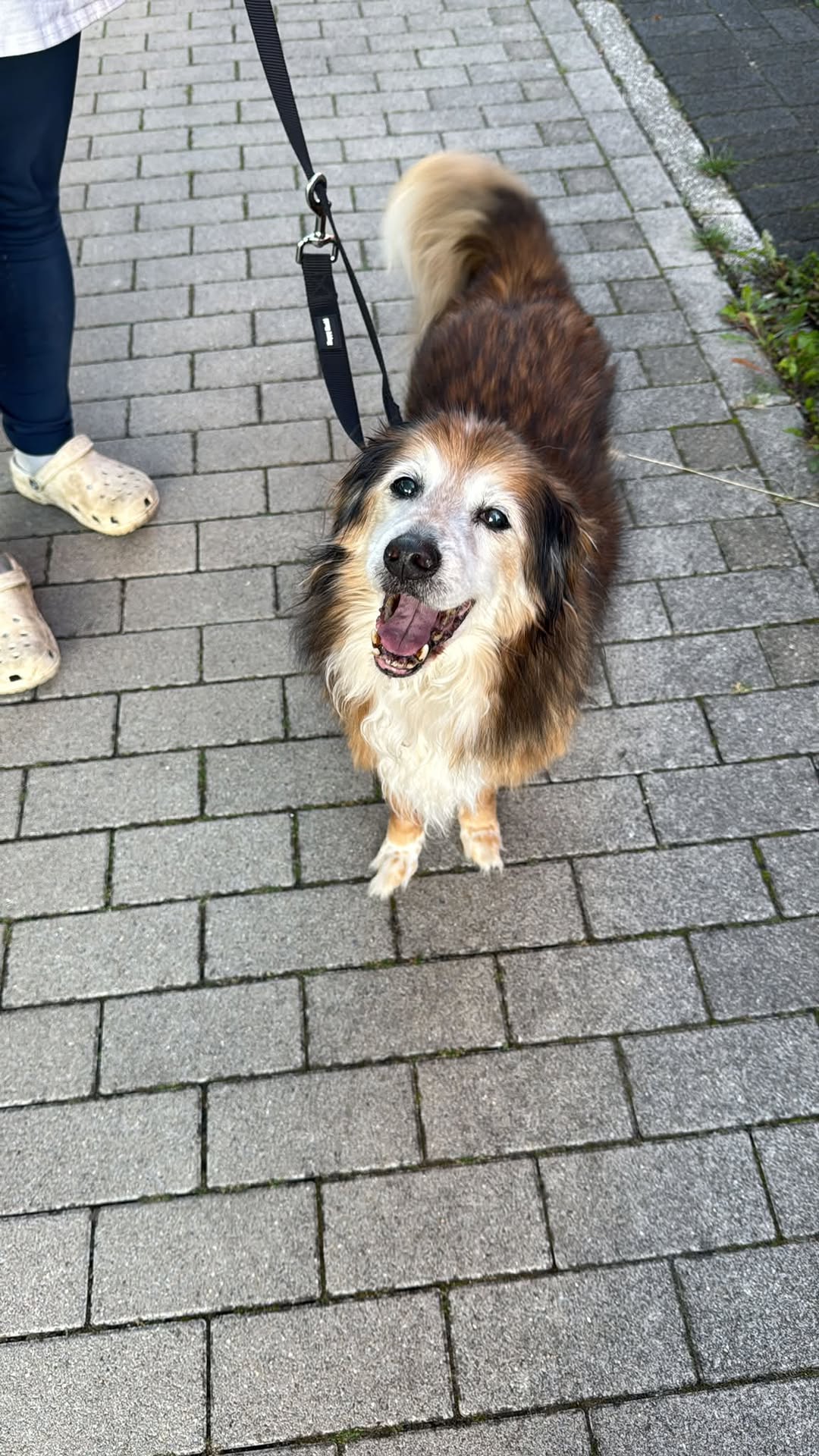 Found dog