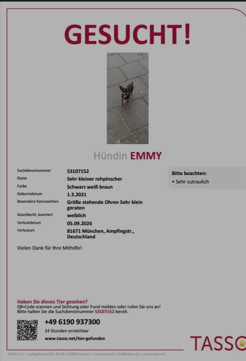 Lost Dog in Munich