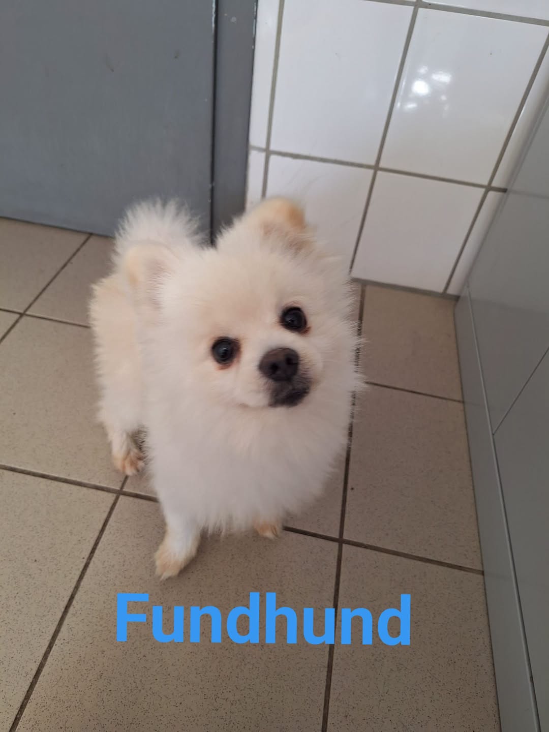 Found dog