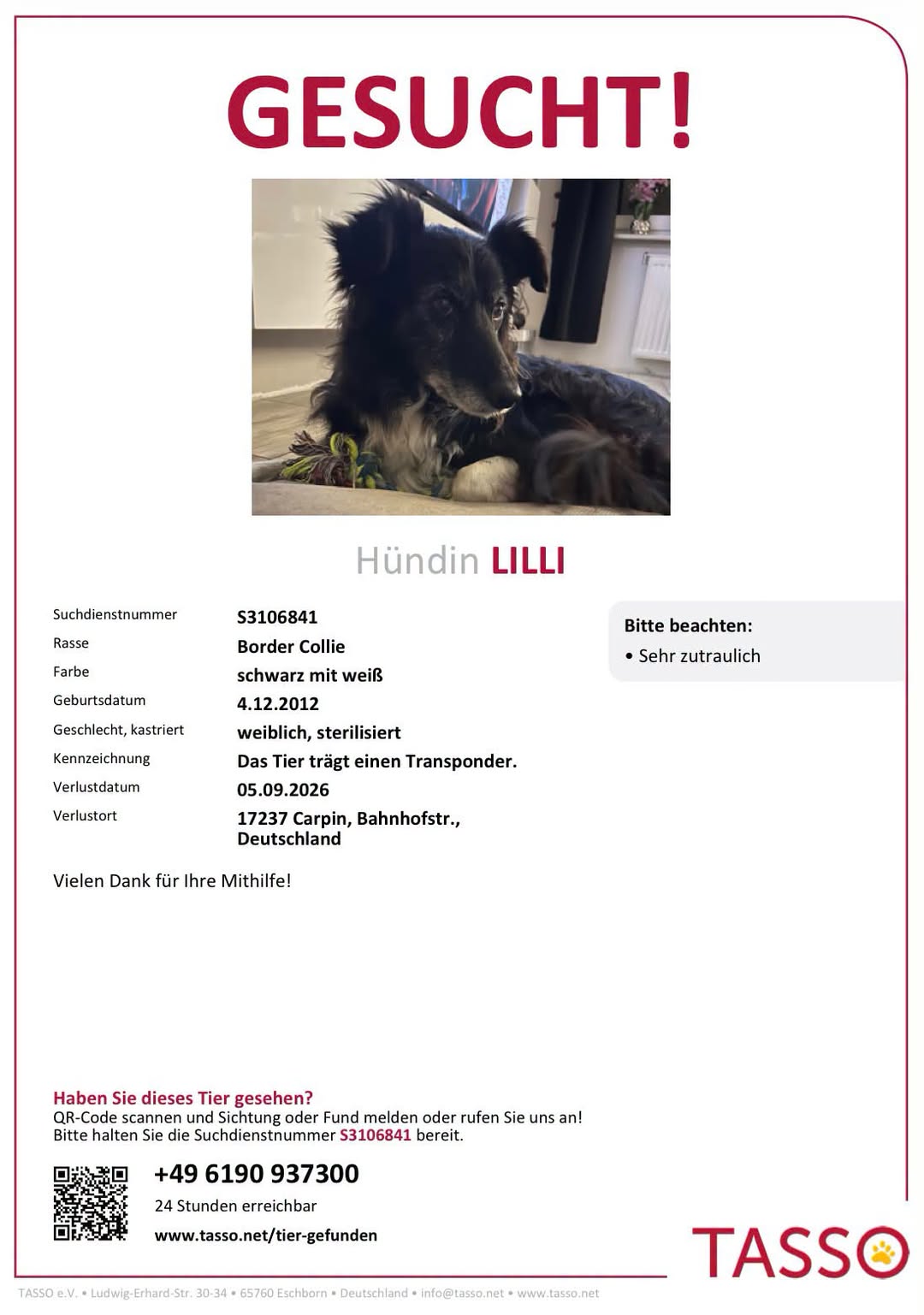 Lost Dog in Carpin