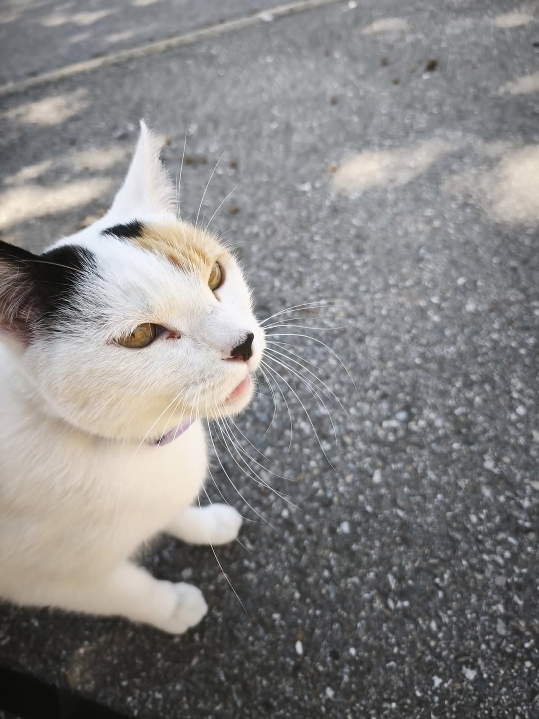 Found cat