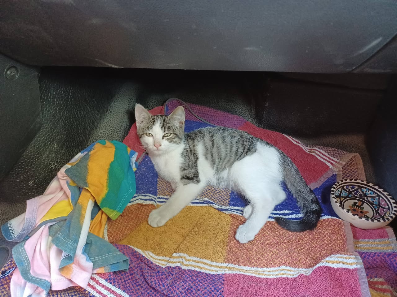 Found cat