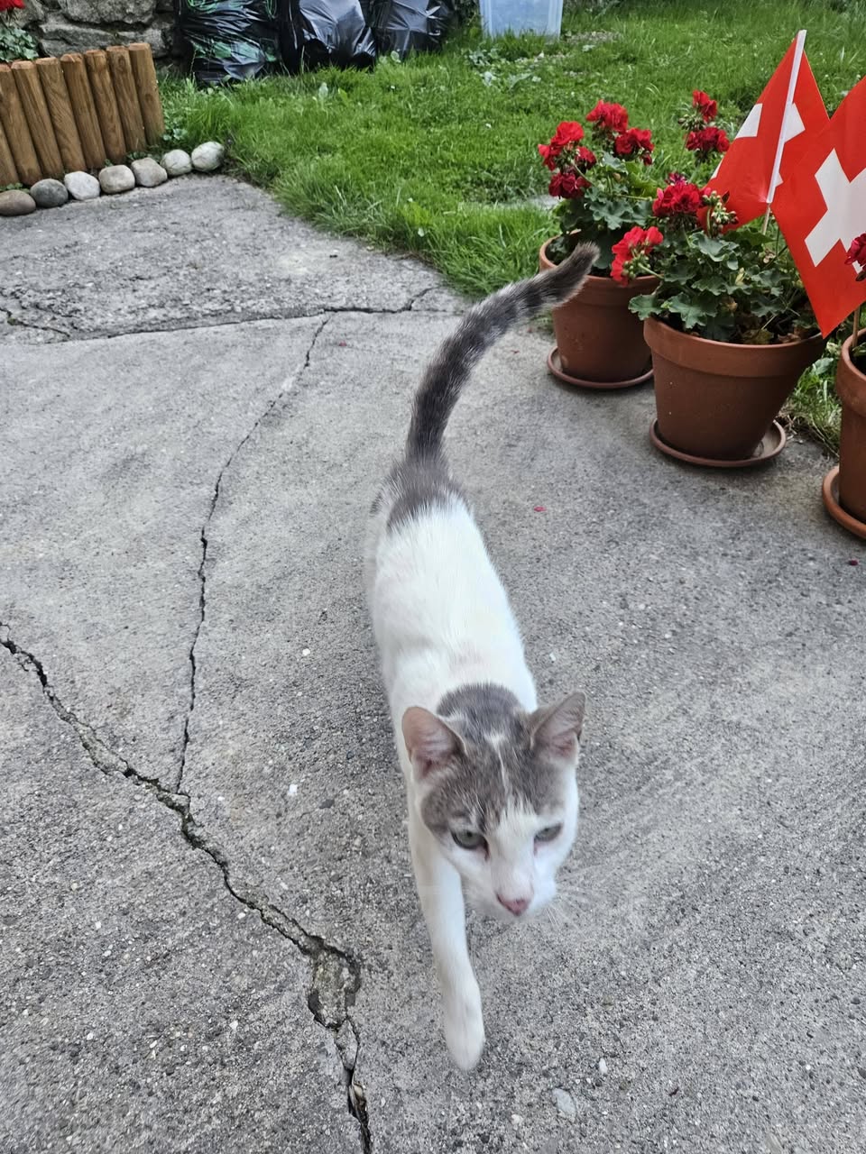 Found cat