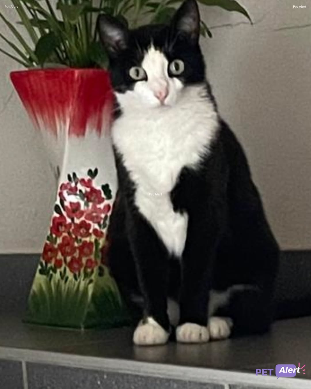 Lost Cat in Autigny