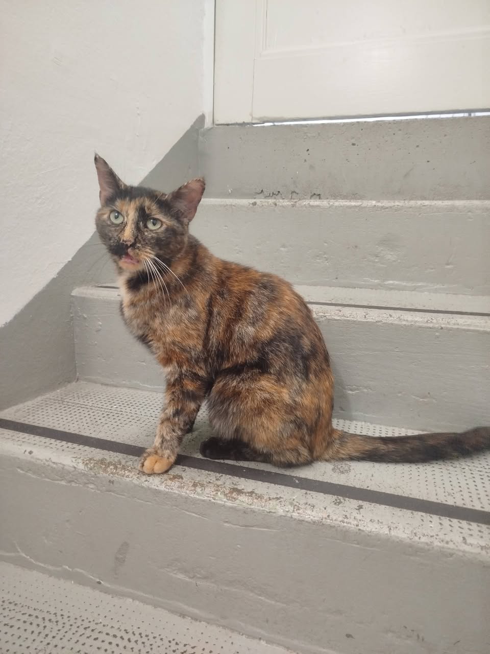 Found cat