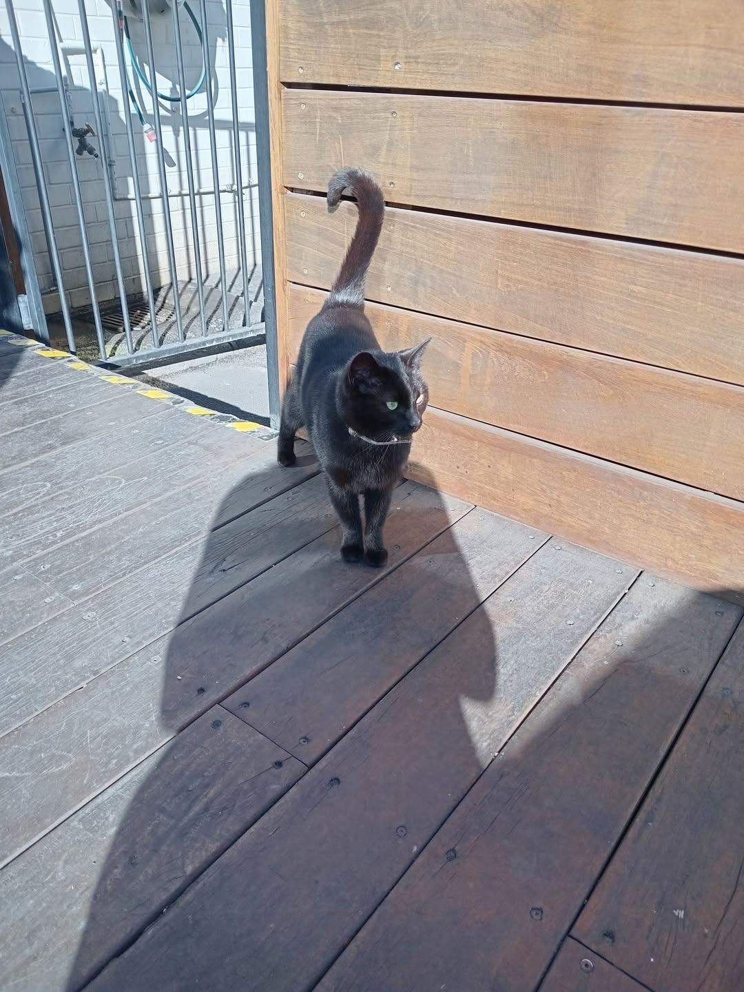Found cat