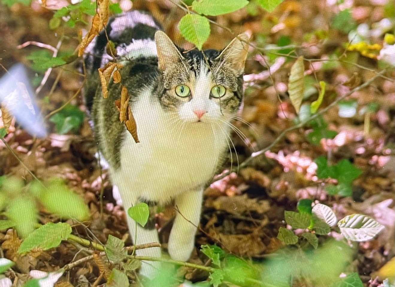 Found cat