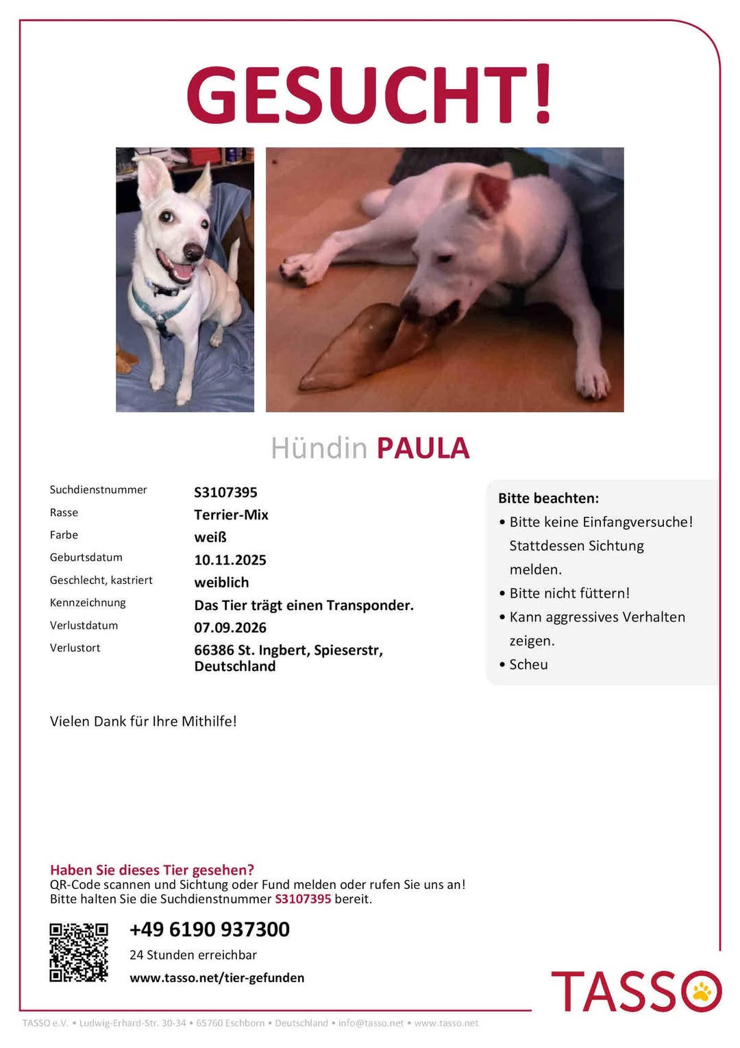 Lost Dog in Germany