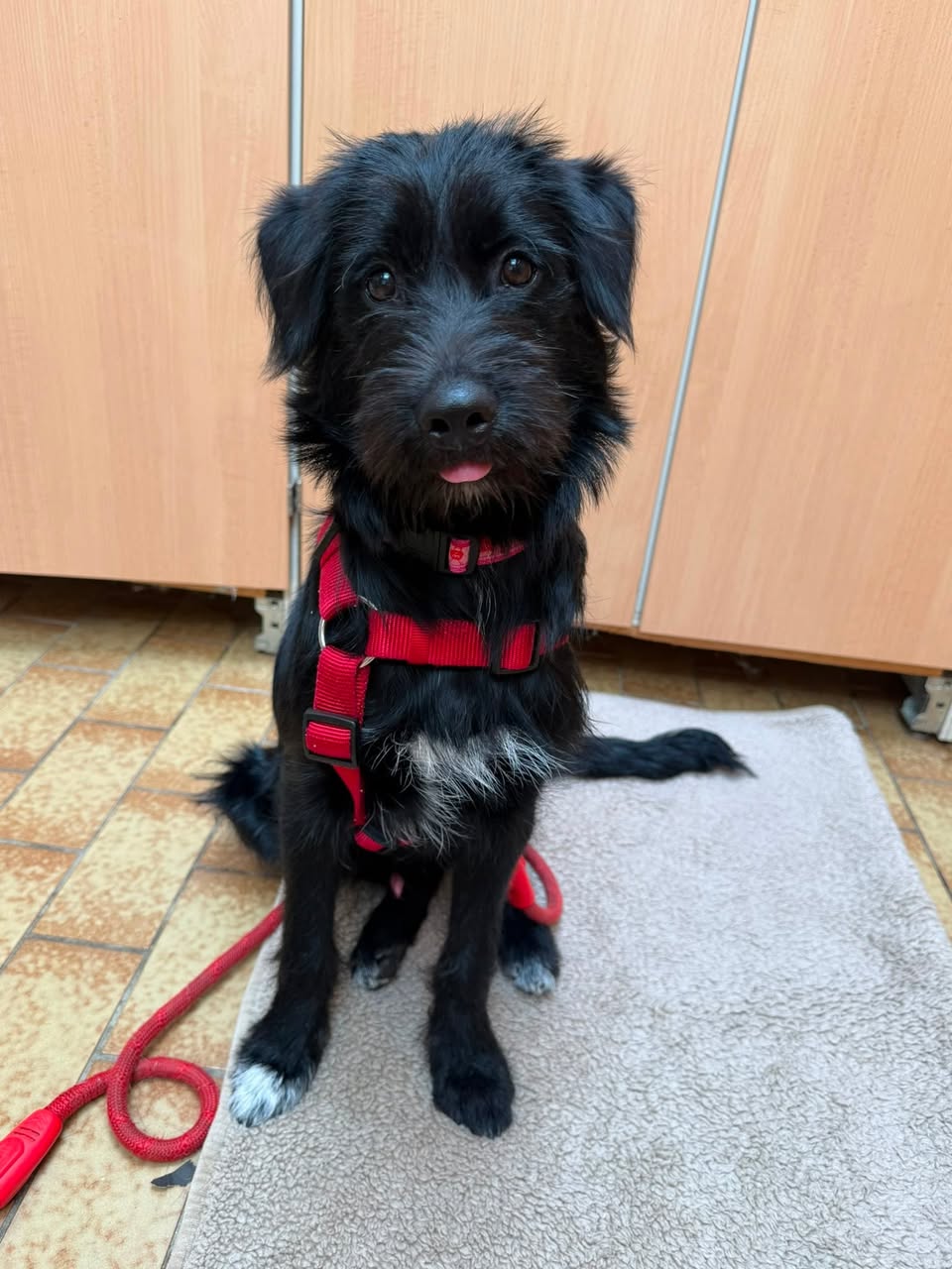 Found dog