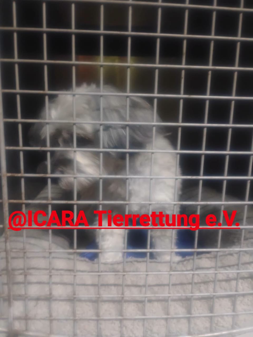 Found dog