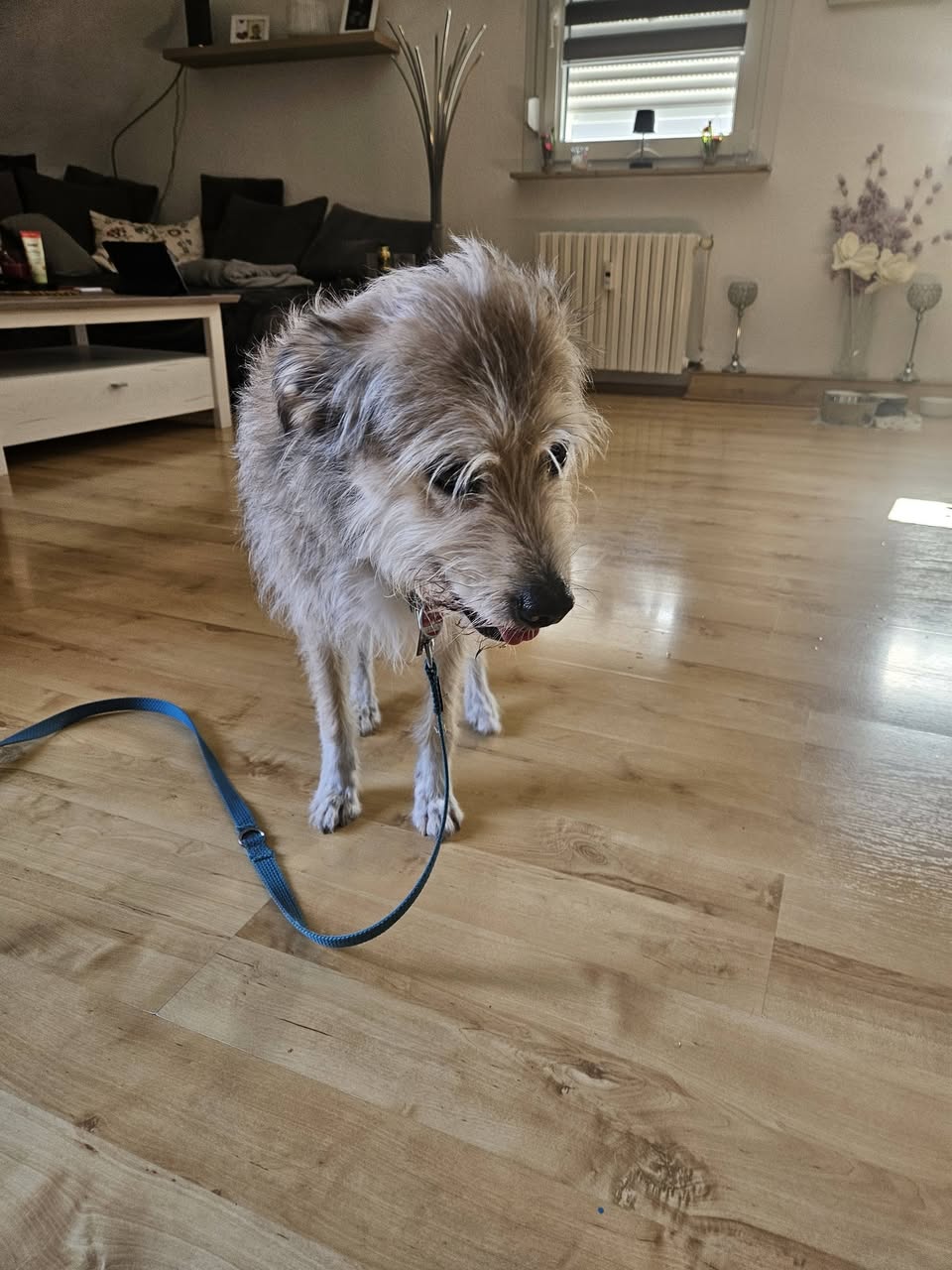 Found dog