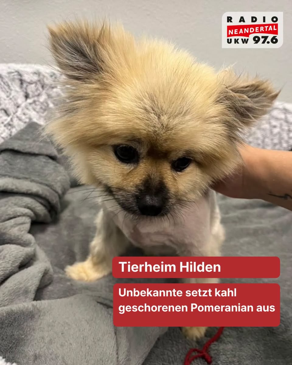 Found dog