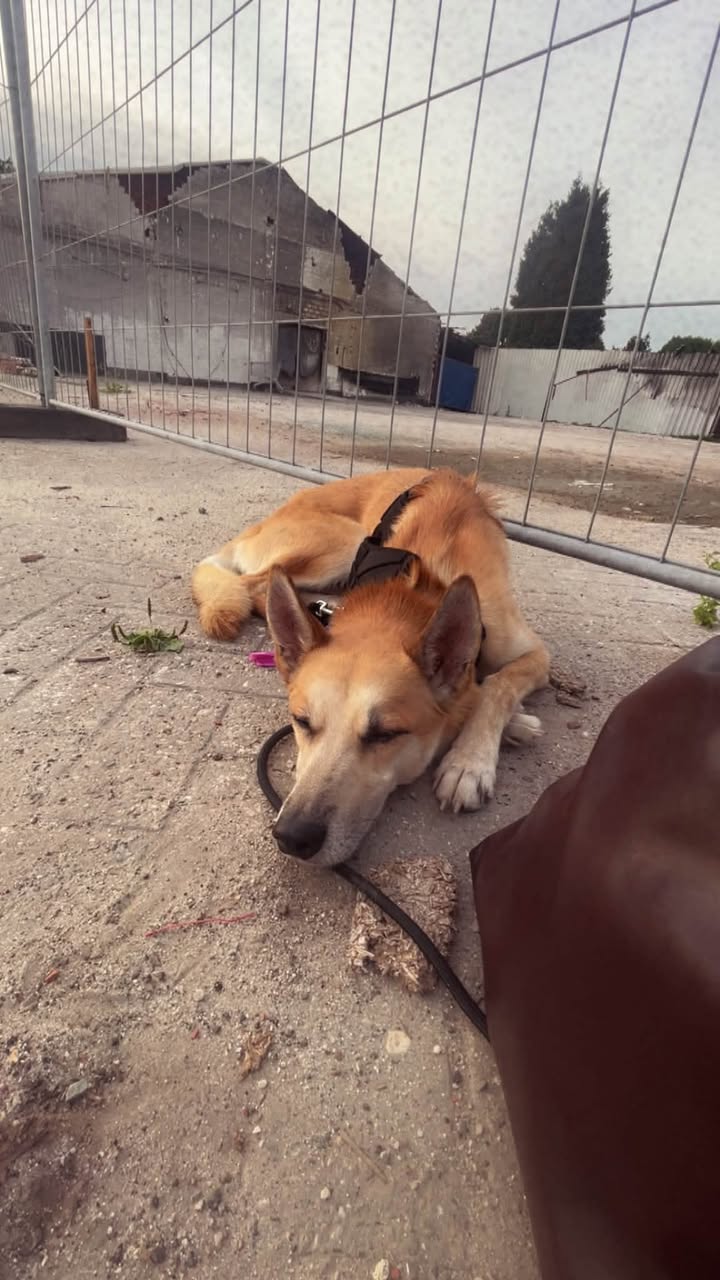 Lost Dog in Blomberg