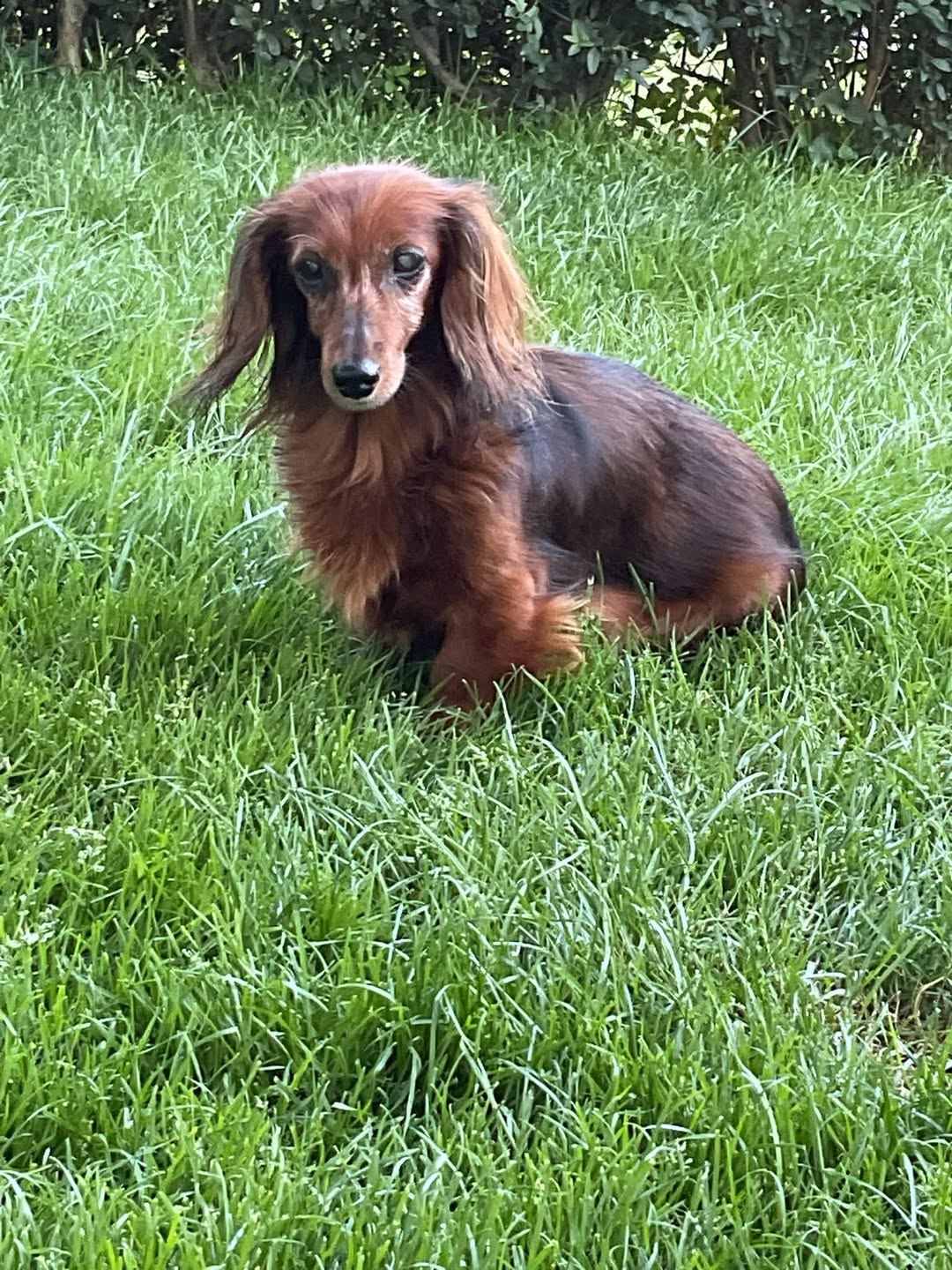 Lost Dog in Labin