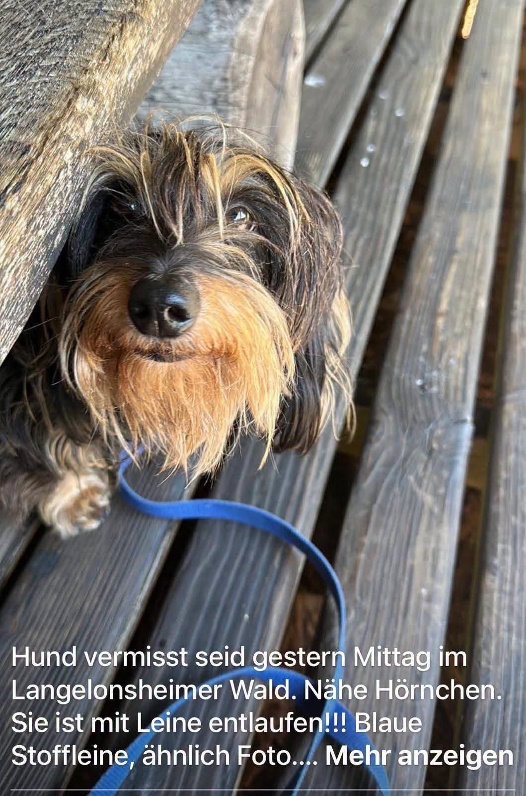 Lost dog