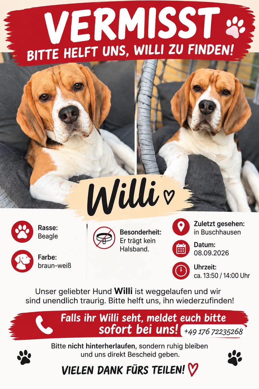 Lost Dog in Buschhausen