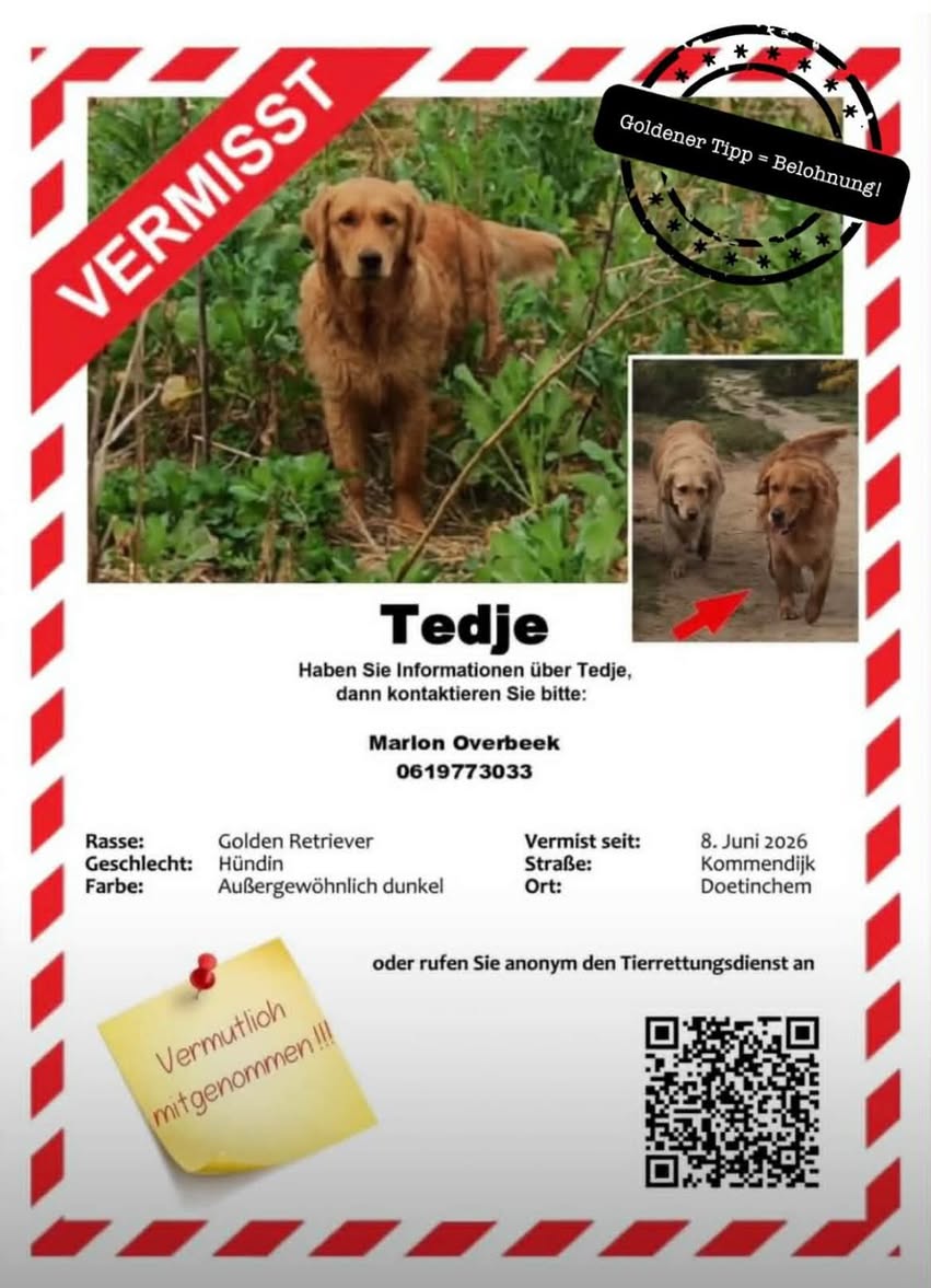 Lost dog