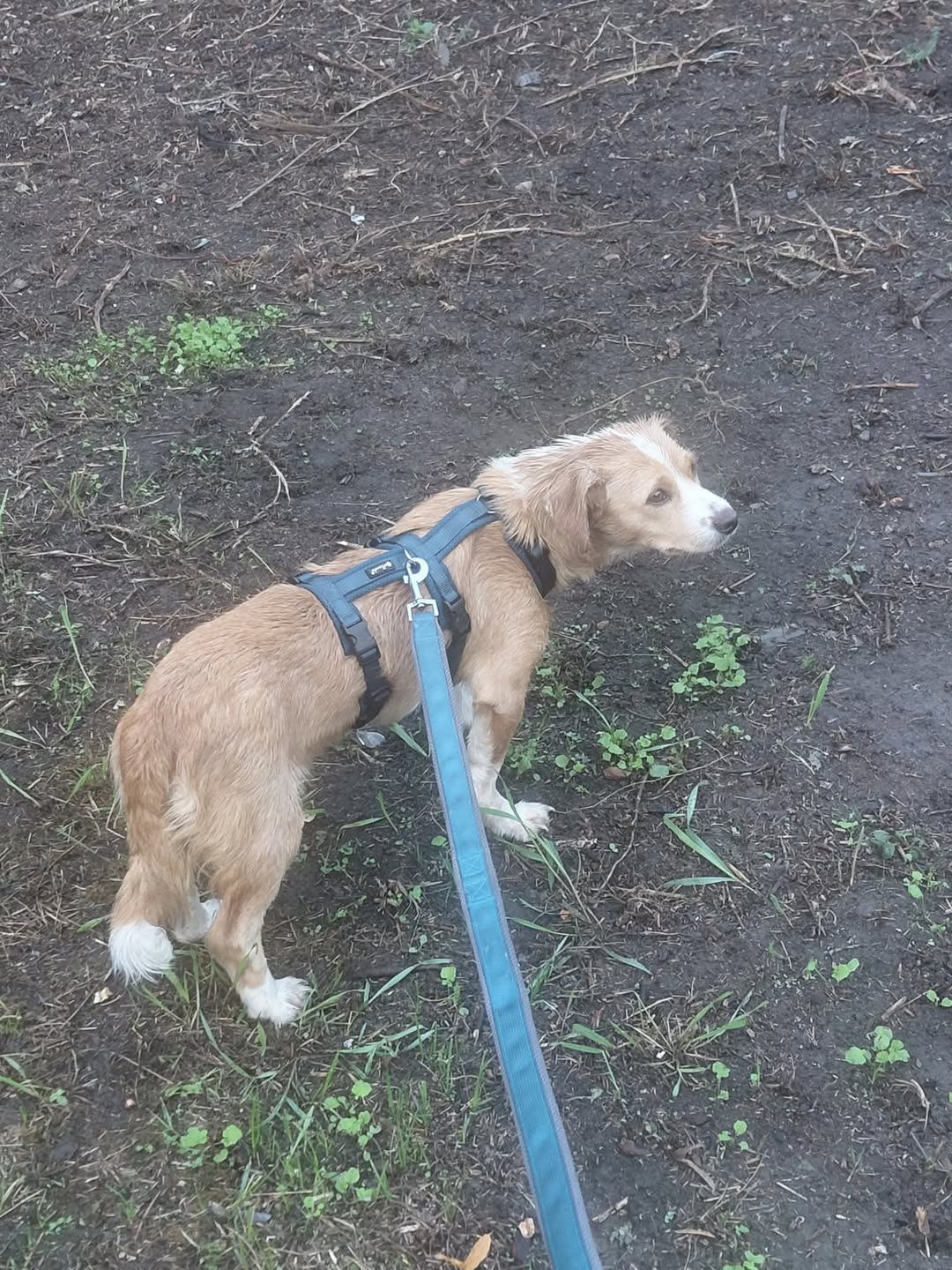 Lost Dog in Essen