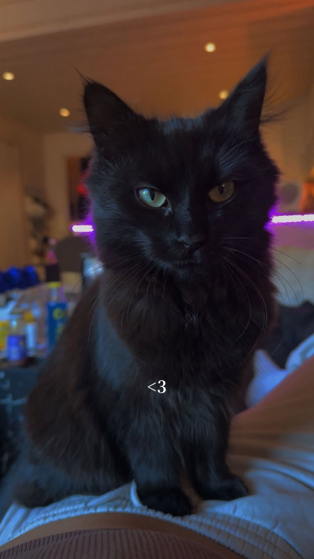 Lost Cat in Orkland