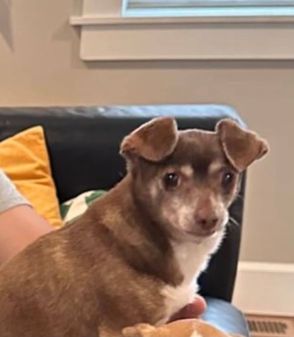 Lost dog