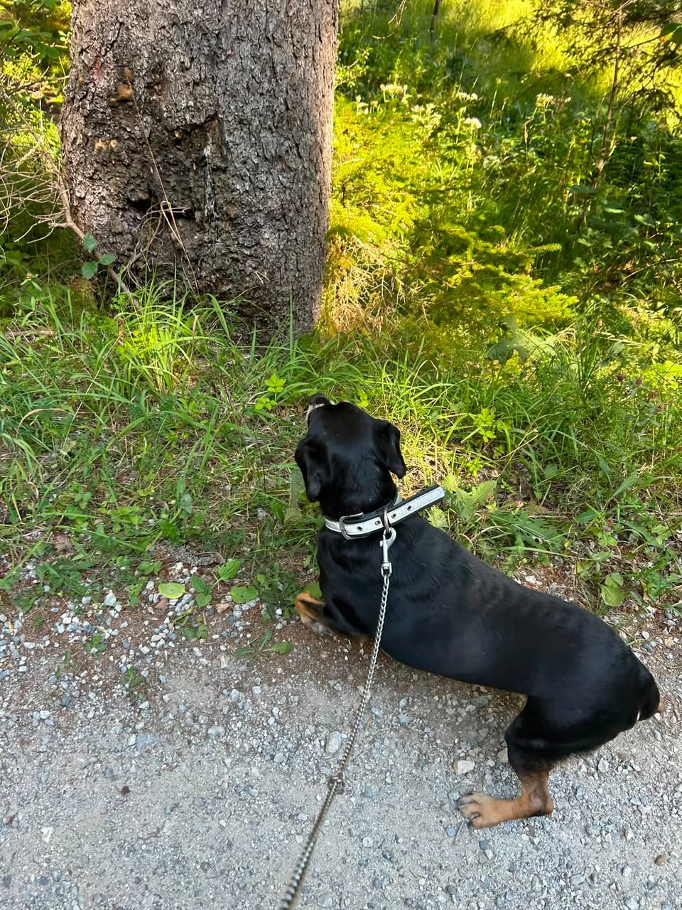 Lost dog