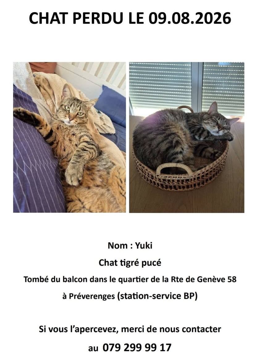 Lost Cat in PréVerenges