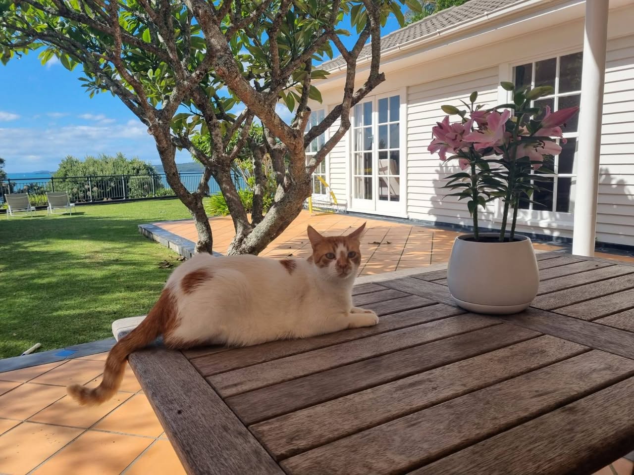 Lost cat