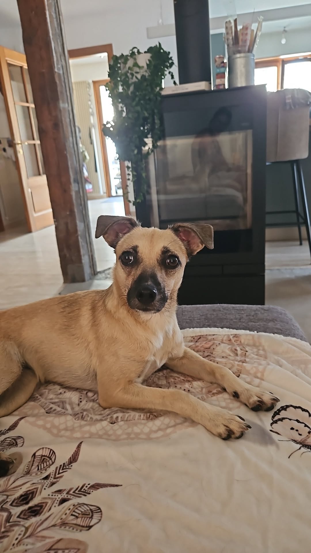 Lost Dog in Le Landeron