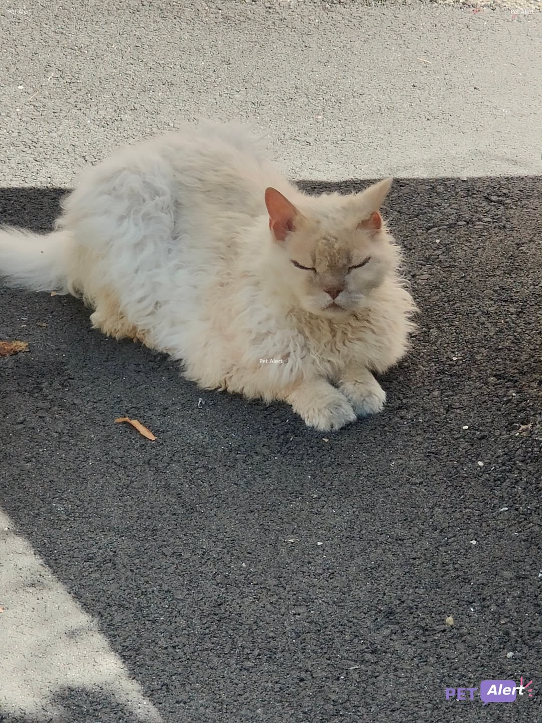 Found cat