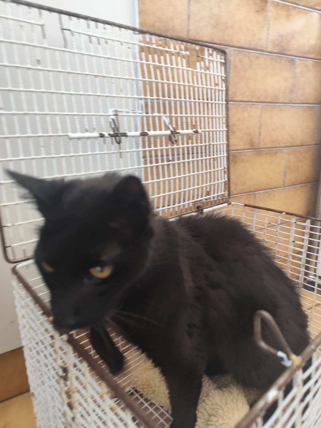 Found cat