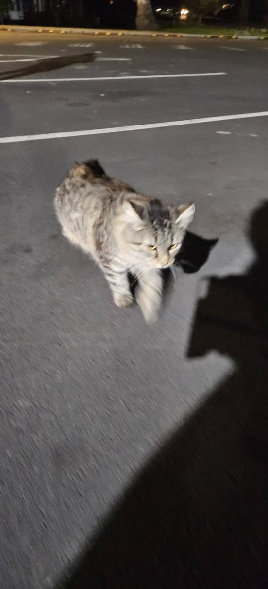 Found cat