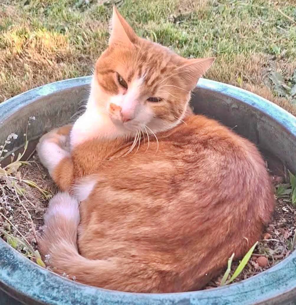Lost Cat in Dompierre