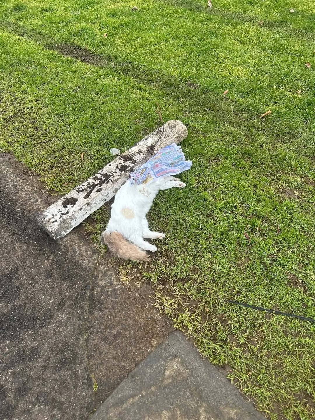 Found cat