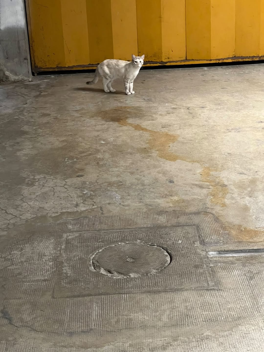 Found cat