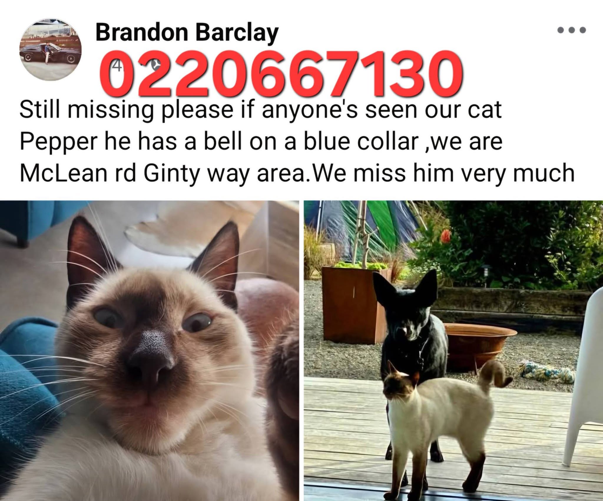 Lost cat