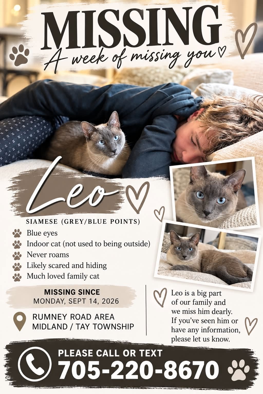 Lost cat